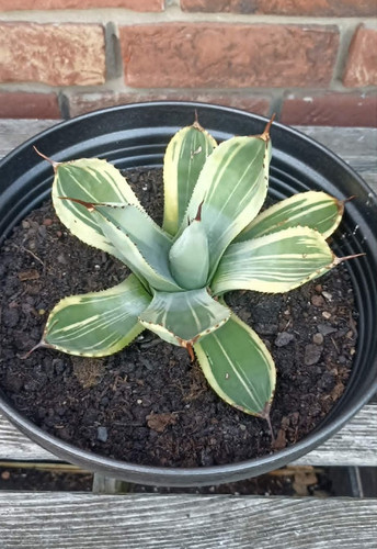 Agave parryi truncata - agave,