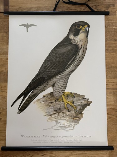 Wanderfalke falke vogel - wanderfalke,