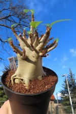 Adenium obesum Wüstenrose Caudex verzweigt Baobab Nr 98