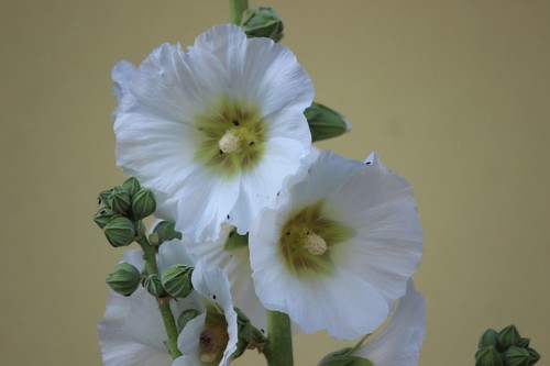 Stockrosen samen 30 - stockrosen, samen,
