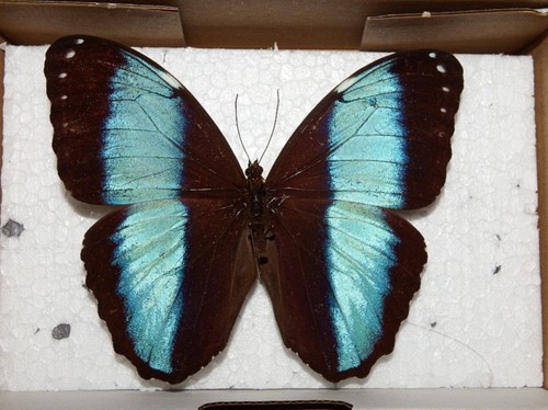 Insekten schmetterlinge - insekten,