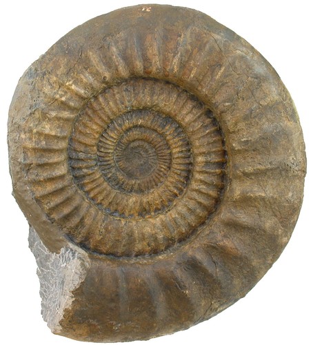 Lias coroniceras rotiforme - lias,