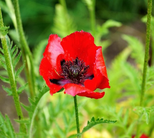 Türkischer mohn brilliant - mohn,