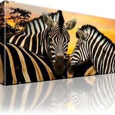 Zebra Afrika Tiere Bild auf Leinwand mit Keilrahmen Bilder Dekoration