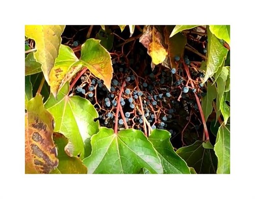 10x parthenocissus - 10x,