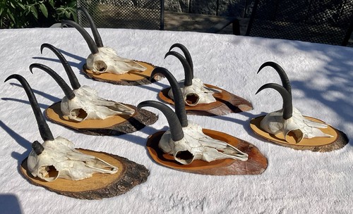 Gams gamsbock gämse - gams,