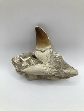 Mosasaurus Kieferabschnitt