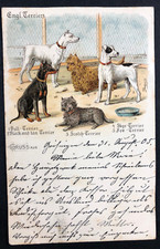 AK Litho Postkarte - 5 Engl. Terrier Scotch / Bull / Black & Tan / Fox gel. 1905