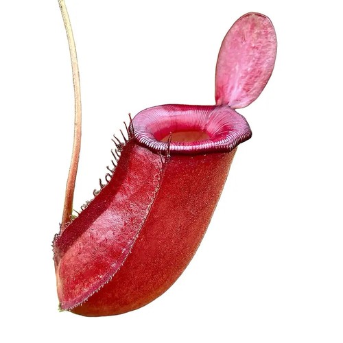 Nepenthes bloody mary - nepenthes, mary’
