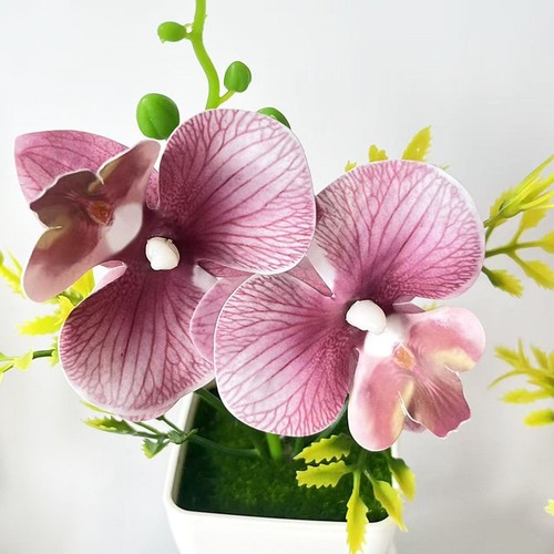 Phalaenopsis orchidee - phalaenopsis,