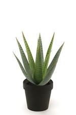 Künstliche aloe vera - aloe,
