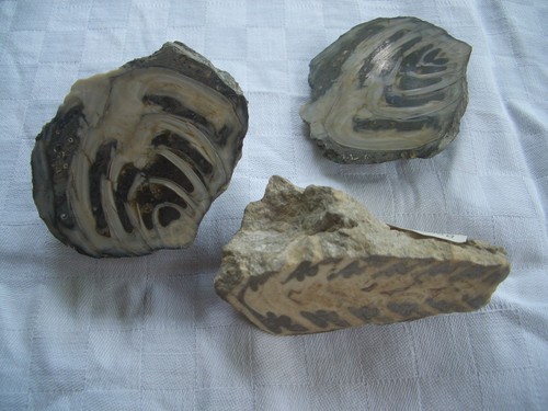 Versteinerung fossilien - 3x,