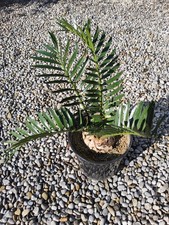 Encephalartos senticosus -