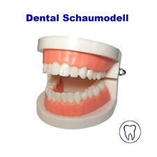 Dental Schaumodell Anatomisch