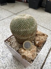 Kaktus Mammillaria crucigera