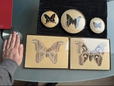 5 echte präparierte exotische