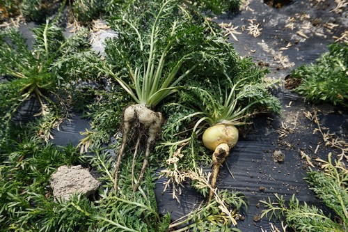 Maca - (lepidium, –
