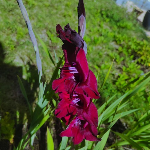 Gladiolus - (◕‿◕)\@,