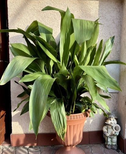 Schusterpalme palme - schusterpalme,
