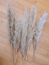 Pampas Pampasgras Naturprodukt Deko Tischdeko Wanddeko Bodenvase beige Basteln