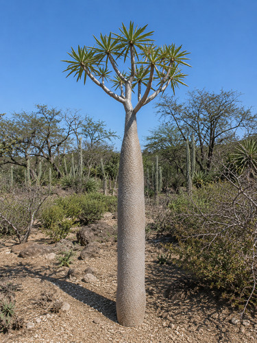 Pachypodium geayi samen - 20,