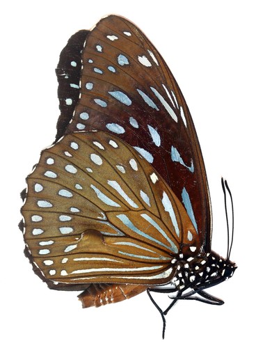 Lepidoptera nymphalidae - lepidoptera,,
