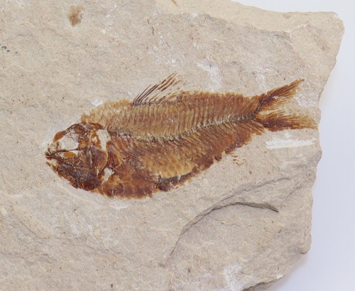 Fisch armigatus brevissimus - fisch,,