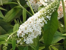 2 Stück Schmetterligsstrauch