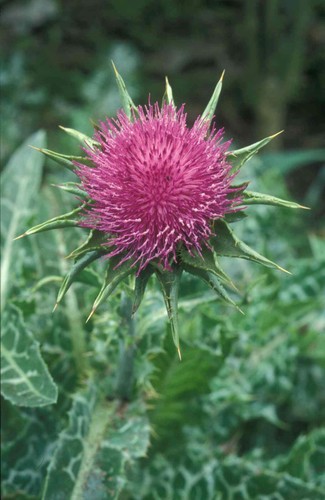 Mariendistel silybum marianum - silybum,