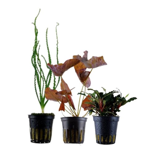 Exclusives set mit pflanzen - exclusives,