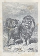 Original graphic fauna - :, lion