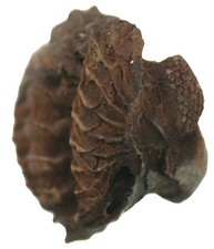 Devon  Geesops gallicus   Bemerkenswerter Trilobit  Vireux  Frankreich  5184
