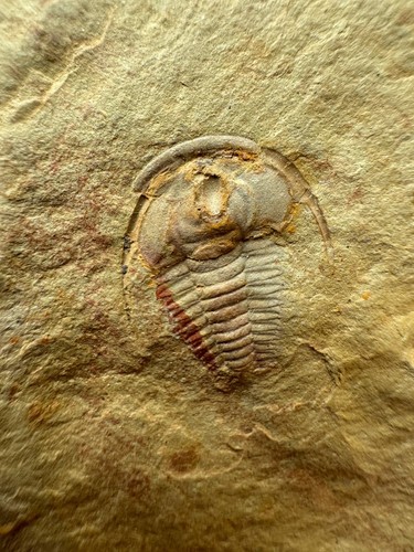 Redlichia mansuyi trilobit - mansuyi, –