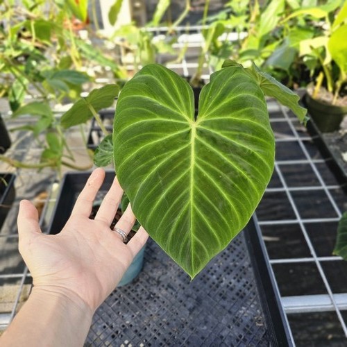 Philodendron verrucosum - philodendron,