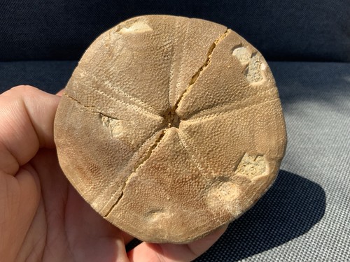 Fossil seeigel clypeus plotti - fossil,