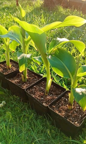 Ensete glaucum schneebanane - glaucum,,