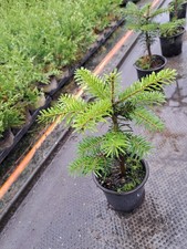 18 Stück Abies Nordmanniana