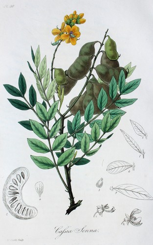Cassia senna - cassia,