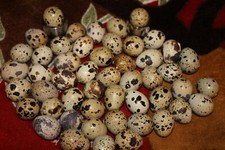 480 Stück ausgeblasene Wachteleier, Osterdeko, Osterei , naturfarbiges Ei 