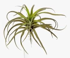 artplants Deko Tillandsia