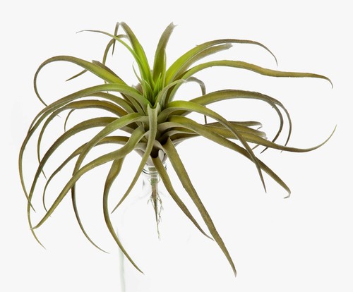 Artplants deko tillandsia - artplants,