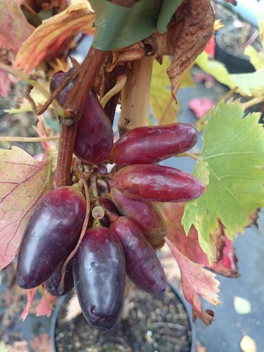 Weinrebe souvenir tafeltraube - souvenir,