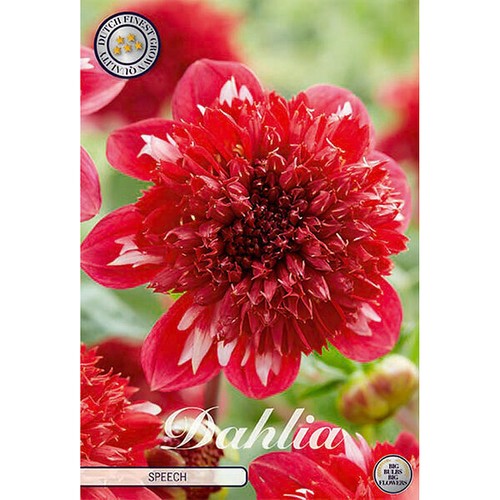 Anemonenblütige rote dahlie - anemonenblütige,
