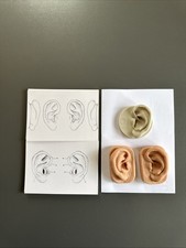 Akupunkturmodell Menschliches Ohr hautähnliche Lehrhilfe f. Akupunkturpunkte