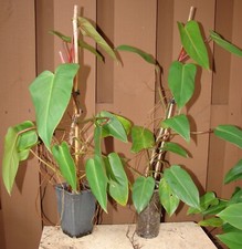 Red Emerald Philodendron