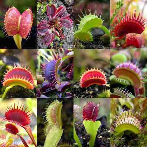 Dionaea muscipula cultivar - cultivar, mix