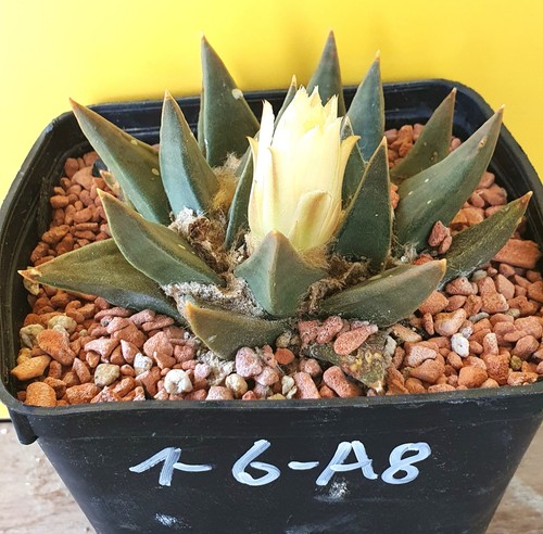 Ariocarpus trigonus auf