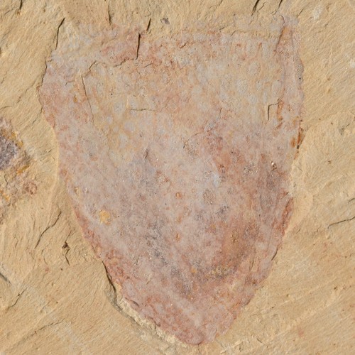 Chengjiang cotyledion tylodes - cotyledion,
