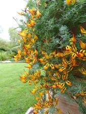 002722A Kanarische Hornklee