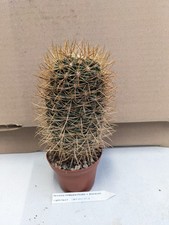 Ferocactus viridescens lithoralis cv. Schönbrunn, kakteen sukkulenten kaktus